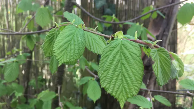 Warum Sie einen HaselnussStrauch im Garten pflanzen sollten