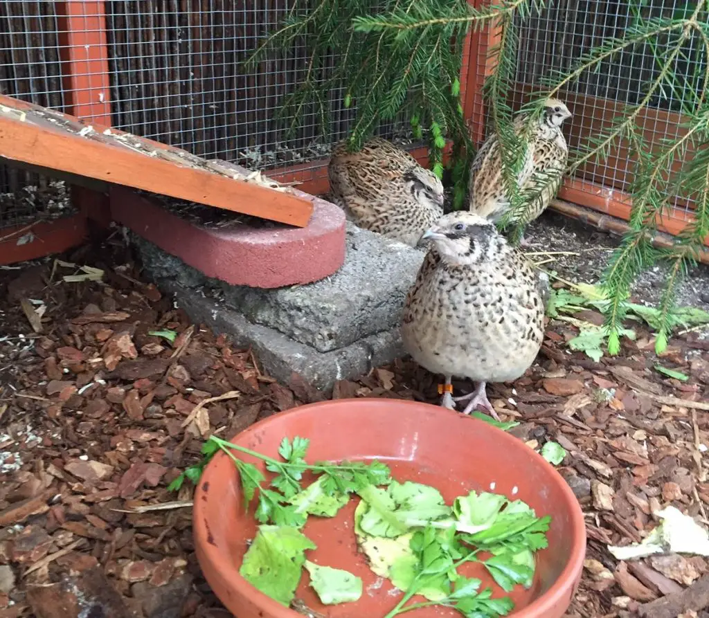 Wachteln im Garten halten: So funktioniert’s