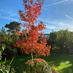 Der Amberbaum leuchtet mit seinen rot gefärbten Blättern im herbstlichen Garten.